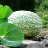 Chilacayote - Figleaf Gourd seeds (Cucurbita ficifolia)