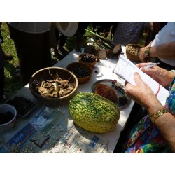 Chilacayote - Figleaf Gourd seeds (Cucurbita ficifolia)  - 4