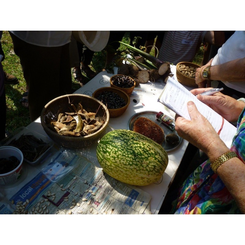 Price: €1.85 - Chilacayote - Figleaf Gourd seeds (Cucurbita ficifolia) - 