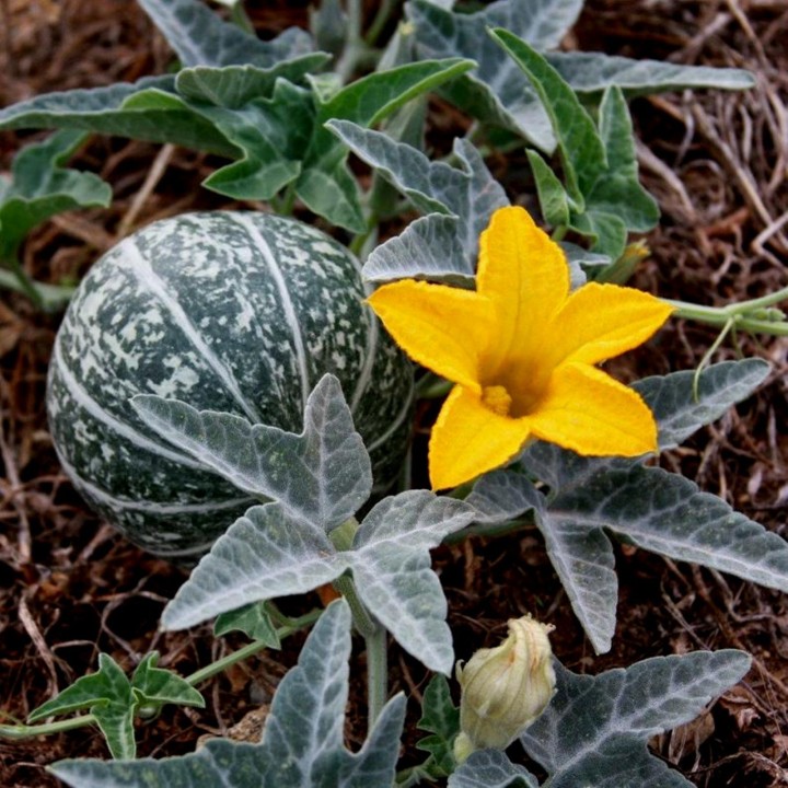 Calabazilla - Buffalo Gourd Seeds (Cucurbita Foetidissima) - 1.845