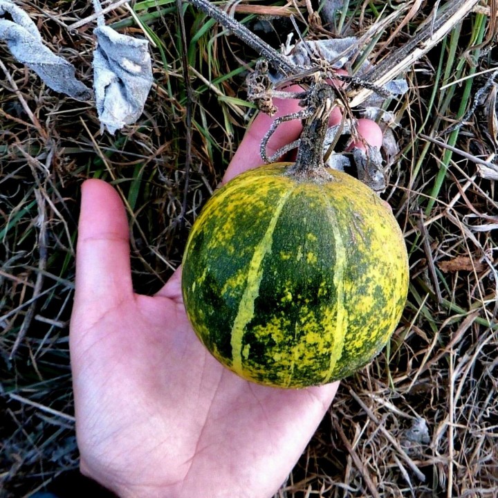 Calabazilla - Buffalo Gourd Seeds (Cucurbita Foetidissima) - 1.845