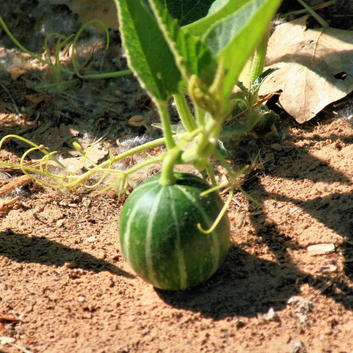 Calabazilla - Buffalo Gourd Seeds (Cucurbita Foetidissima) - 1.845