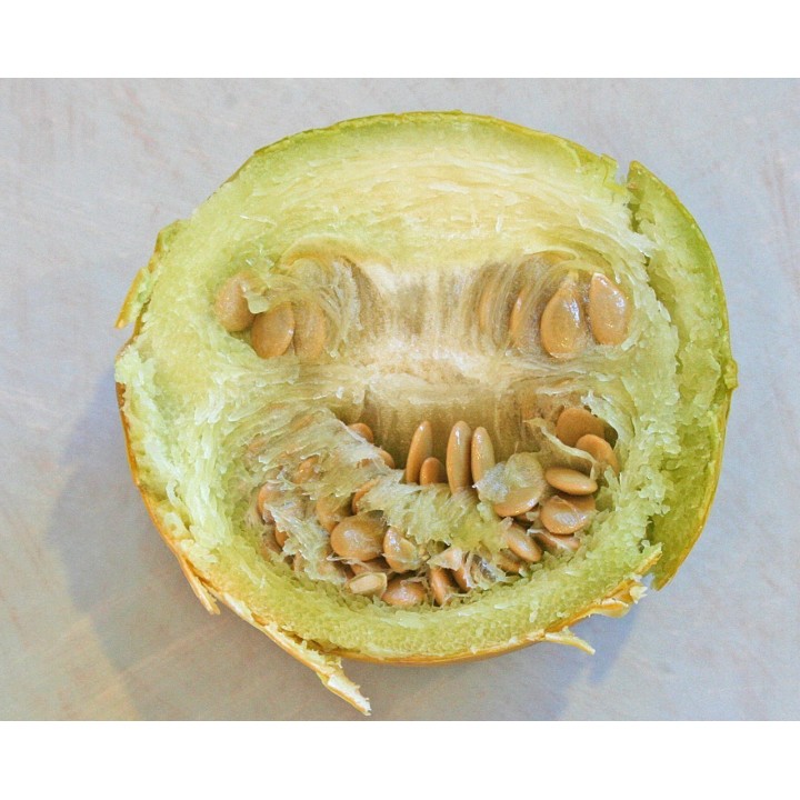 Calabazilla - Buffalo Gourd Seeds (Cucurbita Foetidissima) - 1.845
