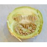 Price: €2.05 - Calabazilla - Buffalo Gourd Seeds (Cucurbita Foetidissima) - Seeds Gallery