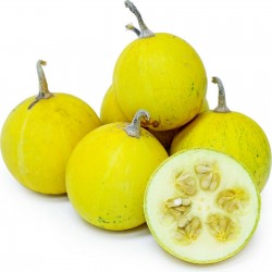 Price: €2.05 - Semillas de Calabacilla Loca - Búfalo (Cucurbita foetidissima) - Seeds Gallery