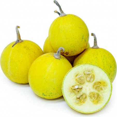 Price: €2.05 - Βουβάλι Κολοκύθα Σπόροι (Cucurbita foetidissima) - Seeds Gallery
