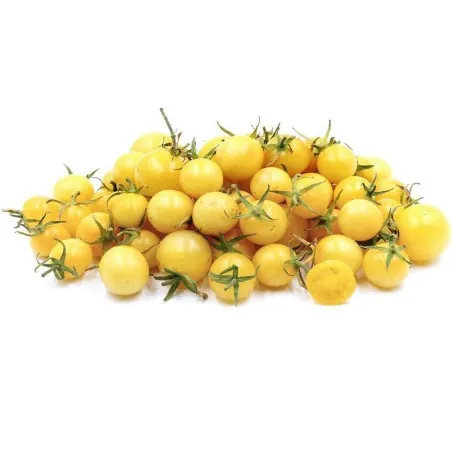 Snow White Cherry Tomatensamen