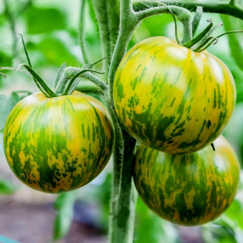 Price: €1.95 - Sementes de tomate Zebra verde (Green Zebra) - Seeds Gallery