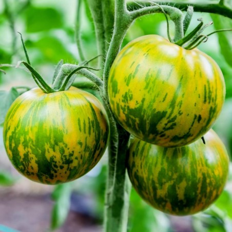 Price: €1.95 - Semi di pomodoro Zebra verde (Green Zebra) - Seeds Gallery