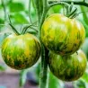 Pomodoro Verde Zebra Semi