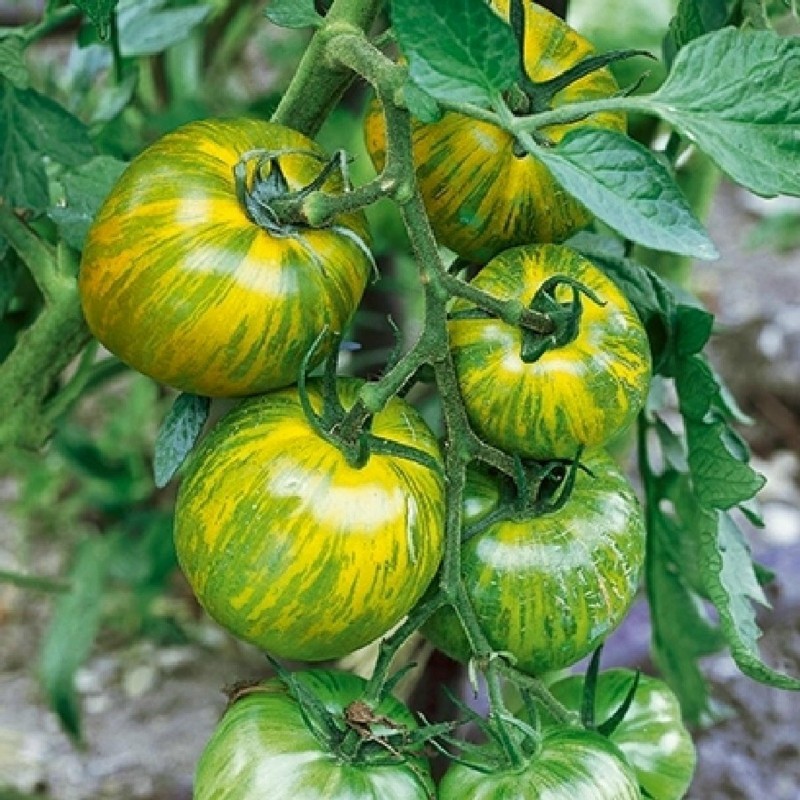 Price: €1.95 - Sementes de tomate Zebra verde (Green Zebra) - Seeds Gallery