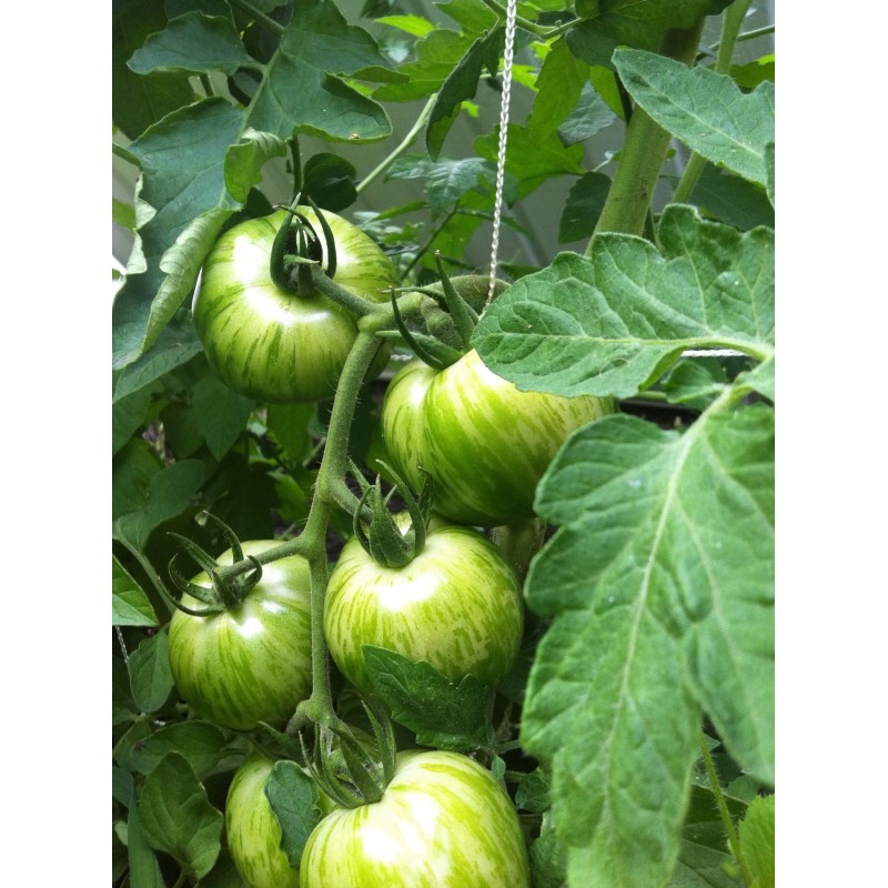 Price: €1.95 - Sementes de tomate Zebra verde (Green Zebra) - Seeds Gallery