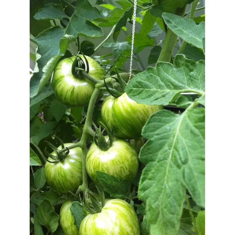 Pomodoro Verde Zebra Semi