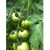 Price: €1.95 - Σπόροι Ντομάτα Πράσινο Ζέβρα (Green Zebra) - Seeds Gallery