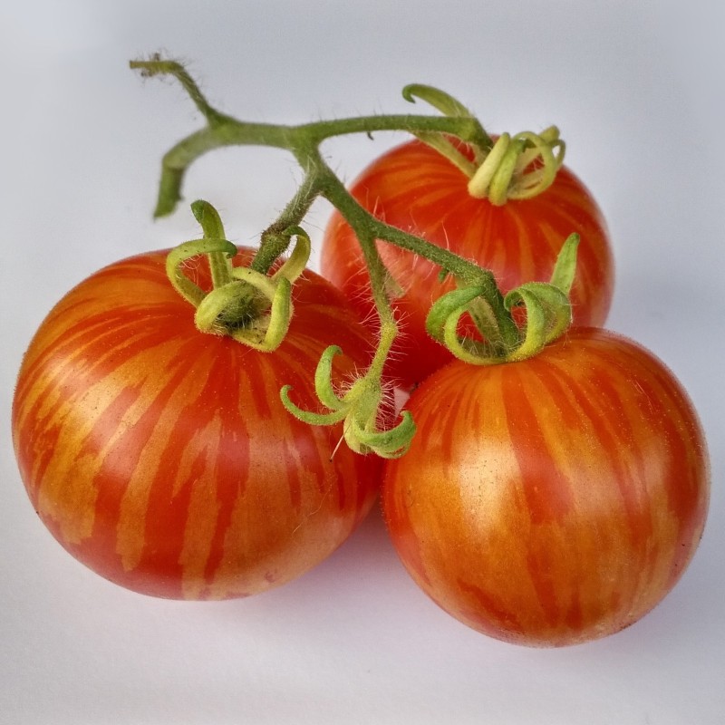 Sementes de tomate Tigerella
