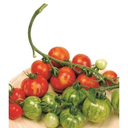 Tigerella Tomate Samen  - 2