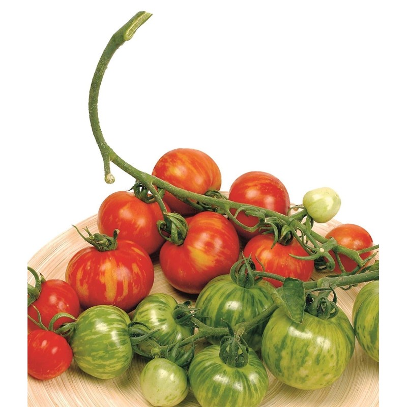 Sementes de tomate Tigerella