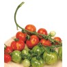 Sementes de tomate Tigerella