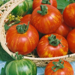 Tigerella paradajz seme  - 3