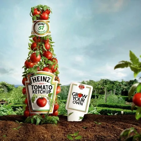 Sementes de tomate HEINZ 1350