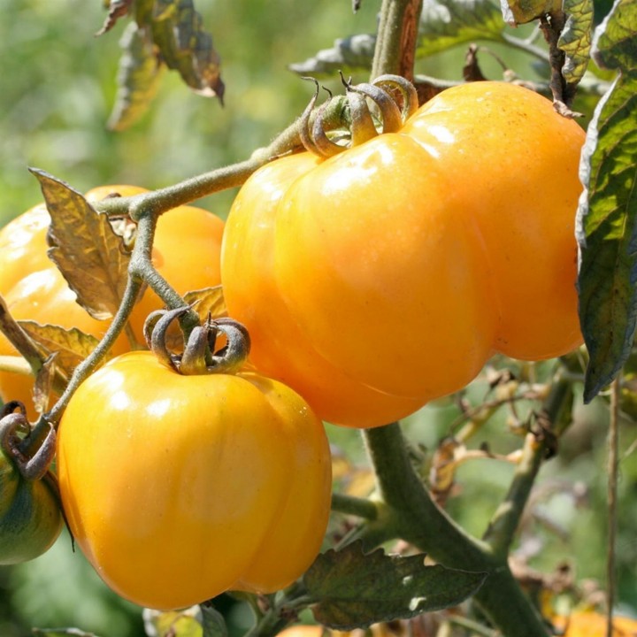 Yellow Stuffer Tomato Seeds - 234.57915
