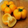 Price: €2 - Graines de tomate Yellow Stuffer - Seeds Gallery