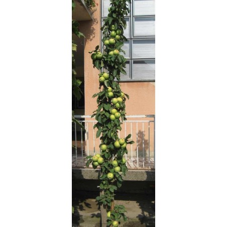 Granny Smith Apple Frön (Malus sylvestris)
