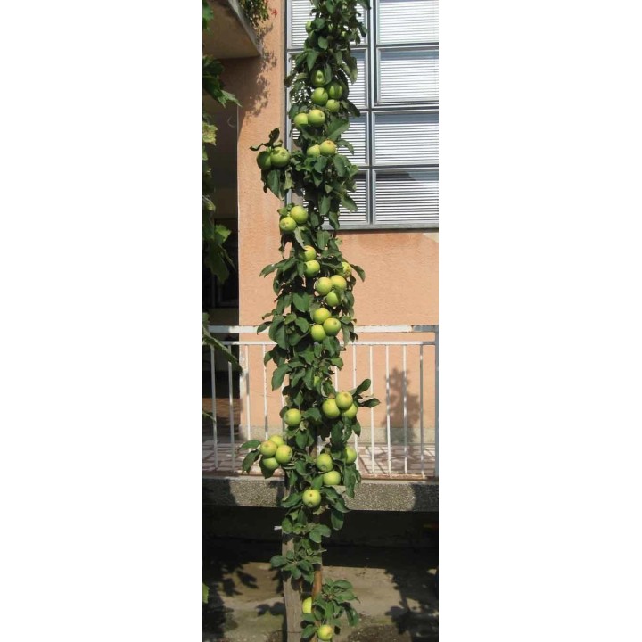Granny Smith Apple Seeds (Malus sylvestris) - 175.934363
