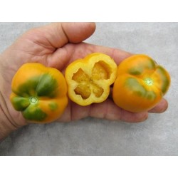Semillas de tomate Yellow Stuffer  - 7