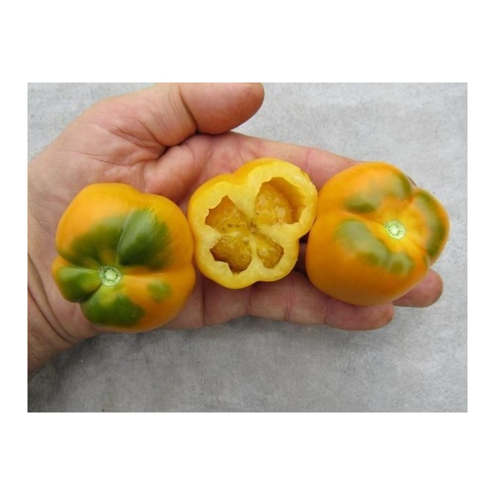 Yellow Stuffer Tomato Seeds - 234.57915