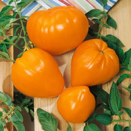 Price: €1.55 - Semillas de tomate Corazon Buey Naranja - Unbranded