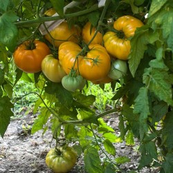 Semillas de tomate Corazon Buey Naranja Seeds Gallery - 2