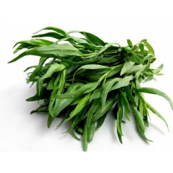 Price: €2.25 - Semillas de Tarragón, Estragón (Artemisia dracunculus) - 