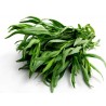 Price: €2.25 - Estragon Samen Heilpflanze (Artemisia dracunculus) - 