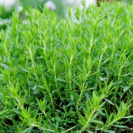 Price: €2.25 - Estragon Samen Heilpflanze (Artemisia dracunculus) -