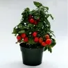 Balkonzauber Tomato Seeds (Balcony Charm)