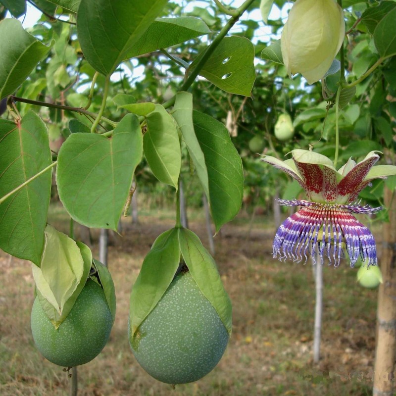 Σπόροι Passiflora maliformis  - 3