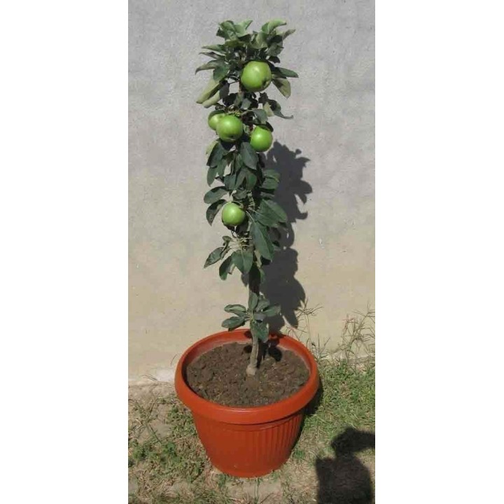 Granny Smith Apple Seeds (Malus sylvestris) - 175.934363