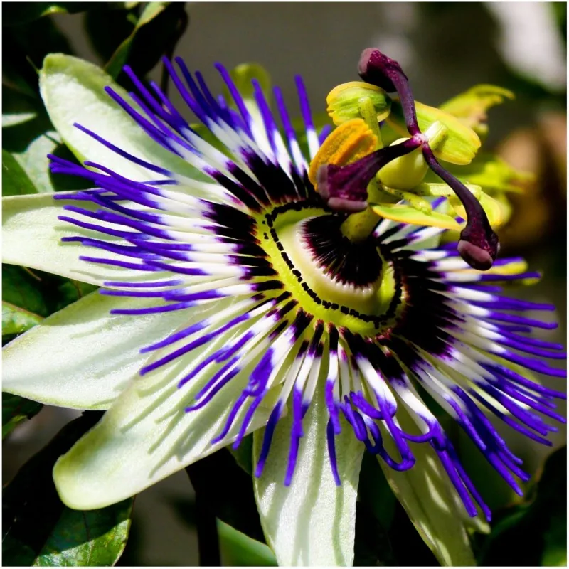 Semillas de Granadilla Passiflora caerulea