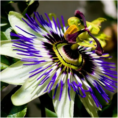 Blaue Passionsblume Samen (Passiflora caerulea)