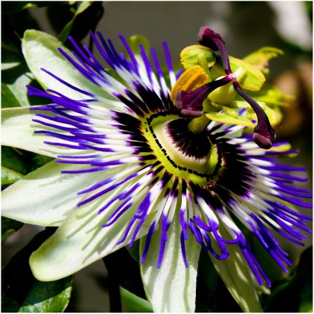 Price: €2.25 - Graines Passiflore bleue (Passiflora caerulea) -