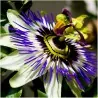 Semillas de Granadilla Passiflora caerulea