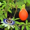 Price: €2.25 - Graines Passiflore bleue (Passiflora caerulea) - 