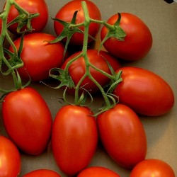 Seme paradajza Roma  - 2