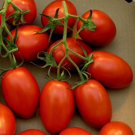 Price: €1.95 - Roma Tomaten Samen -