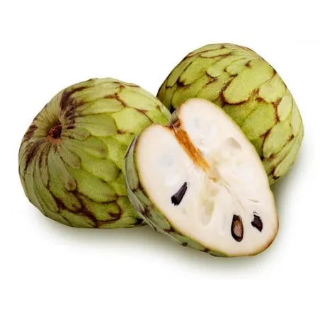 Cherimoya, Zucker Apfel Samen (Annona cherimola)