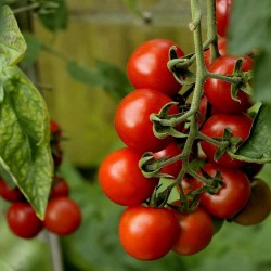 Variedades por país