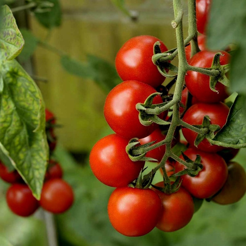 Authentische Alicante Tomatensamen  - 2