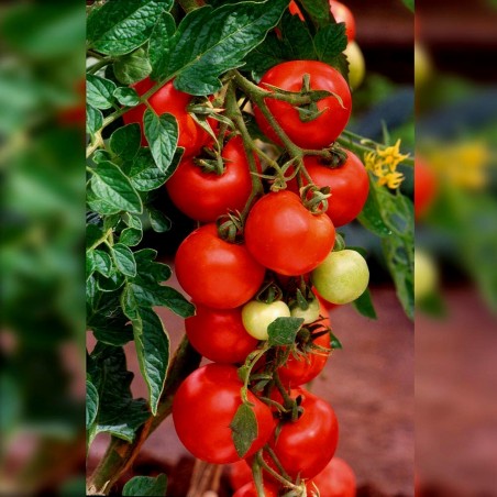 Price: €1.55 - Authentische Alicante Tomatensamen - Seeds Gallery