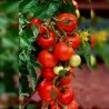 Authentic Alicante Tomato Seeds